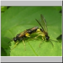 Tenthredo temula - Blattwespe 04.jpg